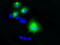 Lipase G, Endothelial Type antibody, TA501020, Origene, Immunofluorescence image 
