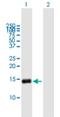 G0/G1 switch regulatory protein 2 antibody, H00050486-B01P, Novus Biologicals, Western Blot image 