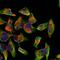 Nuclear Factor Kappa B Subunit 2 antibody, GTX50375, GeneTex, Immunofluorescence image 