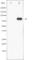 Signal Transducer And Activator Of Transcription 5A antibody, abx011560, Abbexa, Western Blot image 