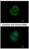 Coronin 2B antibody, NBP2-15969, Novus Biologicals, Immunofluorescence image 