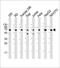 Insulin Like Growth Factor 2 MRNA Binding Protein 1 antibody, 55-194, ProSci, Western Blot image 