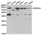 C1 esterase inhibitor antibody, TA327152, Origene, Western Blot image 