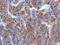 CWF19 Like Cell Cycle Control Factor 1 antibody, NBP2-16040, Novus Biologicals, Immunohistochemistry frozen image 