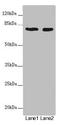 UV Radiation Resistance Associated antibody, LS-C682273, Lifespan Biosciences, Western Blot image 