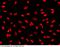 Paired Box 8 antibody, 101554-T10, Sino Biological, Immunohistochemistry frozen image 