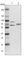 ADAMTS Like 2 antibody, HPA027337, Atlas Antibodies, Western Blot image 