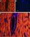 Mucolipin 2 antibody, PA5-77338, Invitrogen Antibodies, Immunohistochemistry paraffin image 