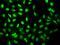 Opioid Growth Factor Receptor antibody, 202128-T02, Sino Biological, Immunohistochemistry frozen image 