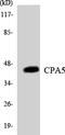 Carboxypeptidase A5 antibody, LS-C291831, Lifespan Biosciences, Western Blot image 