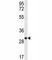 Epithelial Cell Adhesion Molecule antibody, F49189-0.4ML, NSJ Bioreagents, Flow Cytometry image 