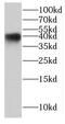 Potassium Channel Tetramerization Domain Containing 12 antibody, FNab04503, FineTest, Western Blot image 