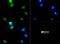 BCL2 Interacting Protein 3 Like antibody, NBP1-78264, Novus Biologicals, Immunofluorescence image 