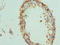 Interleukin 17B antibody, orb39637, Biorbyt, Immunohistochemistry paraffin image 