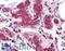 Diacylglycerol Lipase Alpha antibody, LS-B3123, Lifespan Biosciences, Immunohistochemistry paraffin image 