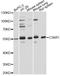 Complement C3a Receptor 1 antibody, STJ28444, St John