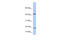 Interleukin 9 antibody, 26-850, ProSci, Enzyme Linked Immunosorbent Assay image 