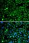 SET And MYND Domain Containing 4 antibody, LS-C346353, Lifespan Biosciences, Immunofluorescence image 