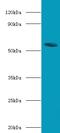 Nuclear Receptor Subfamily 1 Group H Member 4 antibody, LS-C318624, Lifespan Biosciences, Western Blot image 