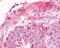 G Protein-Coupled Receptor 182 antibody, 48-232, ProSci, Immunohistochemistry paraffin image 