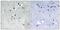 Serum Response Factor antibody, PA5-40182, Invitrogen Antibodies, Immunohistochemistry frozen image 