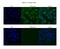 Guanine nucleotide-binding protein-like 3-like protein antibody, ARP58799_P050, Aviva Systems Biology, Immunofluorescence image 