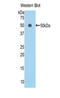 Endothelial cell-specific molecule 1 antibody, LS-C301422, Lifespan Biosciences, Western Blot image 