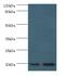 ARF6-Specific antibody, LS-C375247, Lifespan Biosciences, Western Blot image 
