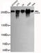 Chromodomain Helicase DNA Binding Protein 3 antibody, MBS475184, MyBioSource, Western Blot image 