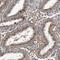 Peptidase Inhibitor 15 antibody, NBP1-82444, Novus Biologicals, Immunohistochemistry frozen image 