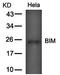 BCL2 Like 11 antibody, orb14662, Biorbyt, Western Blot image 