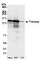 Tim1 antibody, NB100-40853, Novus Biologicals, Western Blot image 