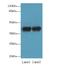 Actin Related Protein T2 antibody, LS-C375138, Lifespan Biosciences, Western Blot image 