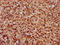 Sulfate transporter antibody, LS-C681359, Lifespan Biosciences, Immunohistochemistry paraffin image 