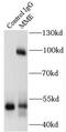 Cluster of Differentiation 10 antibody, FNab05230, FineTest, Immunoprecipitation image 