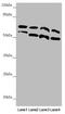 Cell division control protein 45 homolog antibody, LS-C675489, Lifespan Biosciences, Western Blot image 