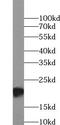 Glutathione Peroxidase 2 antibody, FNab10491, FineTest, Western Blot image 