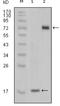 Serine/Threonine/Tyrosine Kinase 1 antibody, NBP1-47511, Novus Biologicals, Western Blot image 