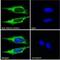 Acyl-CoA Synthetase Long Chain Family Member 4 antibody, NB300-861, Novus Biologicals, Immunofluorescence image 