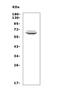 T-Box 21 antibody, A00404-1, Boster Biological Technology, Western Blot image 