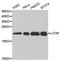 Lipopolysaccharide Induced TNF Factor antibody, orb167375, Biorbyt, Western Blot image 
