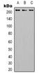 Integrin Subunit Beta 4 antibody, LS-C368743, Lifespan Biosciences, Western Blot image 