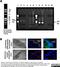 Chlamydia species LPS antibody, MCA2718, Bio-Rad (formerly AbD Serotec) , Immunofluorescence image 