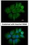 Keratin 2 antibody, PA5-21456, Invitrogen Antibodies, Immunofluorescence image 