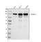 Tripartite Motif Containing 24 antibody, M03258-2, Boster Biological Technology, Western Blot image 