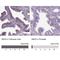 NIMA Related Kinase 5 antibody, NBP1-85903, Novus Biologicals, Immunohistochemistry paraffin image 