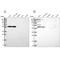 Serum Amyloid A Like 1 antibody, NBP2-58797, Novus Biologicals, Western Blot image 