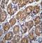 Pepsin A antibody, LS-C163541, Lifespan Biosciences, Immunohistochemistry frozen image 