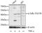 NFKB Inhibitor Alpha antibody, AP0614, ABclonal Technology, Western Blot image 