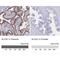 Solute Carrier Family 2 Member 1 antibody, NBP2-54745, Novus Biologicals, Immunohistochemistry paraffin image 